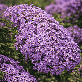 Буддлея давида Gulliver