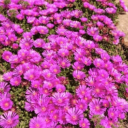 Делосперма Купера Ice Cream Purple