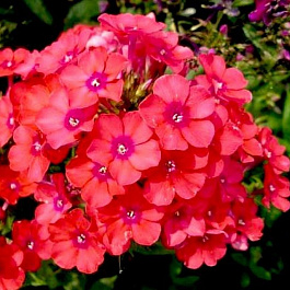 Флокс метельчатый А.Е. Амос