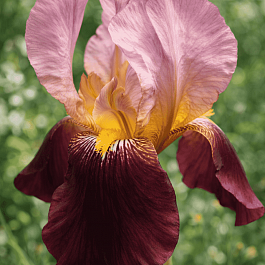 Ирис германский Indian Chief