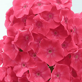 Флокс метельчатый Земляничное суфле