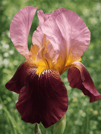 Ирис германский Indian Chief