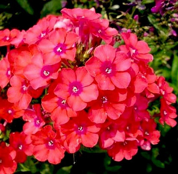 Флокс метельчатый А.Е. Амос