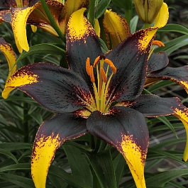 Лилия азиатская Танго Лайон Харт