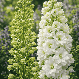 Дельфиниум  культурный Pacific Giant Galahad