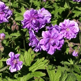 Герань садовая Birch Double