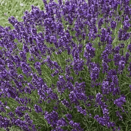 Лаванда узколистная Эрли Блу Сцент