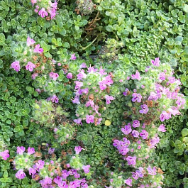 Тимьян ранний Элфин Тимьян ранний Элфин