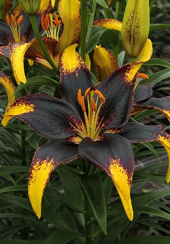 Лилия азиатская Танго Лайон Харт