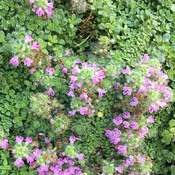 Тимьян ранний Элфин