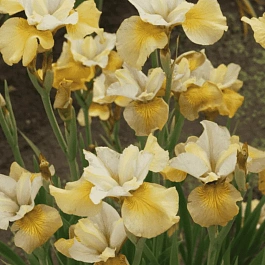 Ирис сибирский White Amber