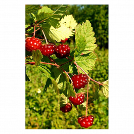 Княженика (Арктическая малина) Месли