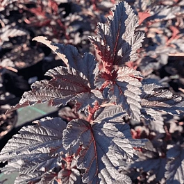 Пузыреплодник калинолистный Little Ninja