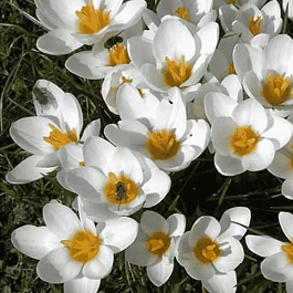 Крокус Ботанический Speciosus Alba