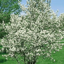 Ирга ольхолистная  Красноярская