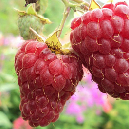 Малина ремонтантная Малиновая гряда Малина ремонтантная Малиновая гряда