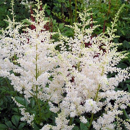 Астильба Арендса Уайтберри Астильба Арендса Уайтберри