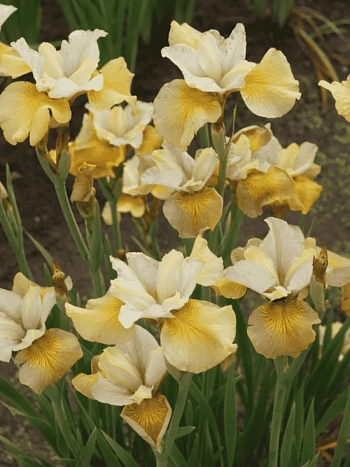 Ирис сибирский White Amber