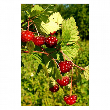 Княженика (Арктическая малина) Месли