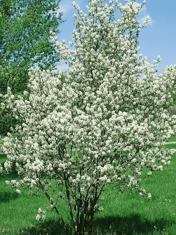 Ирга ольхолистная  Красноярская