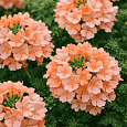 Вербена Empress Flair Peach