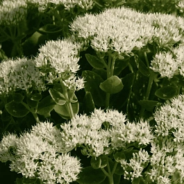 Очиток видный Star Dust