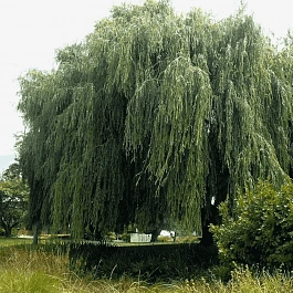 Ива гибридная Идеал