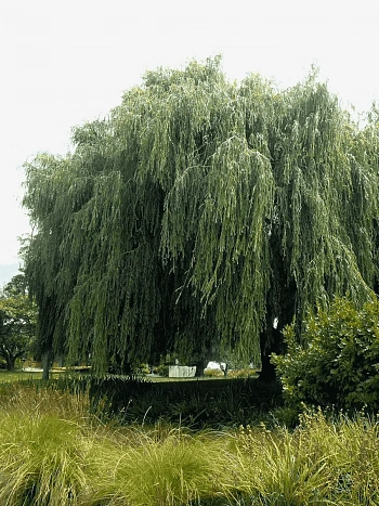 Ива гибридная Идеал