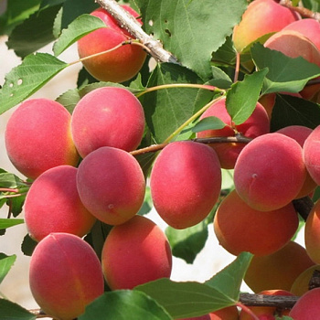 Абрикос обыкновенный Саратовский Рубин