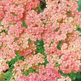 Тысячелистник обыкновенный Тутти Фрутти Эприкот Делайт