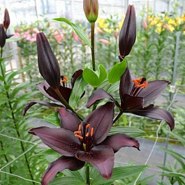 Лилия азиатская Секрет Кисс НАБОР 2ШТ (1+1)