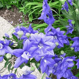 Платикодон крупноцветковый Codo Double Blue