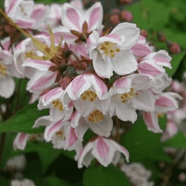 Дейция пурпурная Kalmiflora