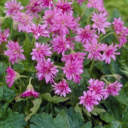 Герань оксфордская Сауткомб Дабл