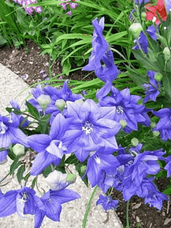 Платикодон крупноцветковый Codo Double Blue