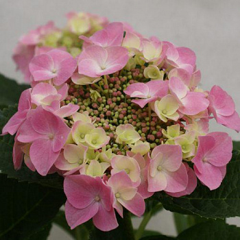 Гортензия крупнолистовая Мираж Гортензия крупнолистовая Мираж