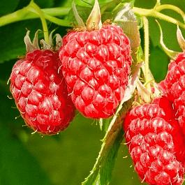 Малина ремонтантная Изобильная