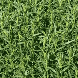 Эстрагон Pfefferkorn