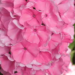 Флокс Москвичка