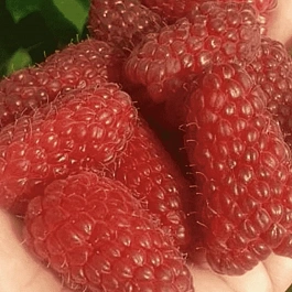 Малина обыкновенная Пшехиба