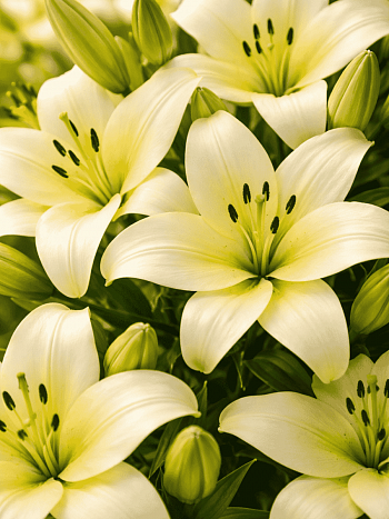 Лилия Trebbiano