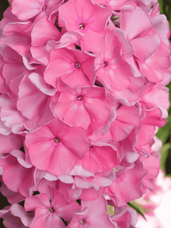 Флокс Москвичка