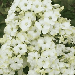 Флокс метельчатый Jade