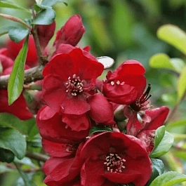 Айва прекрасная Nicoline