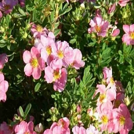 Лапчатка Pink Whisper