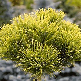 Сосна горная Carsten на штамбе 60 см