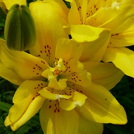 Лилия азиатская махровая Фата Моргана Лилия азиатская махровая Фата Моргана