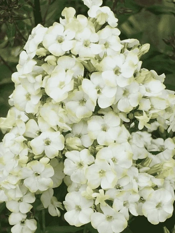 Флокс метельчатый Jade