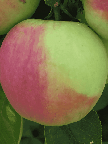 Яблоня Синап северный