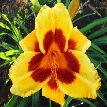 Лилейник гибридный Black Eyed Susan